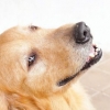 Lascia che il tuo cane si raffreddi