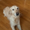 Insegnare al tuo cane a rotolare