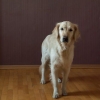 Insegna al tuo cane a sedersi