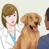 Mettere a dieta il tuo cane