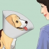 Mantieni il tuo cane calmo dopo la sterilizzazione