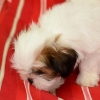 Toelettatura del tuo cane
