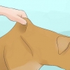 Lascia che il tuo cane beva acqua