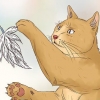 Lascia che il tuo gatto dorma con te