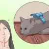 Disattiva il tuo gatto