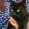 Mettere il tuo gatto su un'imbracatura