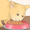 Rendere felice il tuo gatto
