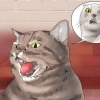 Fare in modo che il tuo gatto smetta di soffiare