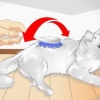 Coccola il tuo gatto