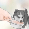 Addestramento e cura del tuo nuovo cucciolo di siberian husky