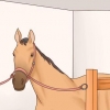 Prendersi cura del proprio cavallo