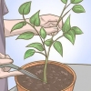 Potare la tua pianta di peperone