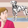 Travestirsi da cane (per cosplay)