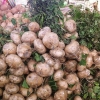 Jicama sbucciato