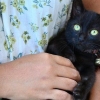 Lavare i gattini