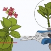 Kalanchoe in crescita