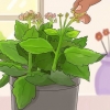 Kalanchoe da potatura