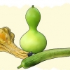 Zucche in crescita