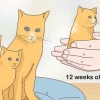 Separare i gattini dalla mamma gatta per l'adozione