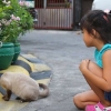 Accarezzare i gatti nei posti giusti