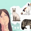 Gatti da riproduzione