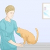 Fare in modo che i gatti smettano di fare pipì sul tappeto
