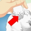Controllare i gatti per gli acari dell'orecchio