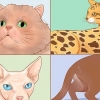 Riconosci le razze di gatti