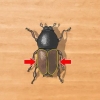 Identificazione dei coleotteri