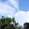 Piante di aglio