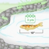 Allevamento di koi