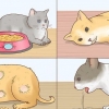 Ridurre la febbre nei gatti