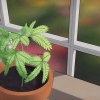 Herb-non .mescolare-