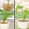 Curcuma in crescita