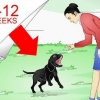Addestramento labrador retriever
