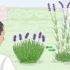 Coltivazione di lavanda in vaso