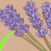 Potatura e raccolta della lavanda