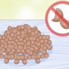 Lenticchie in crescita