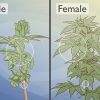 Distinguere le piante di cannabis maschili da quelle femminili