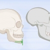 Identificazione delle ossa umane