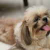 Giocare con un cucciolo