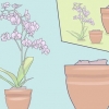 Prendersi cura delle mini orchidee