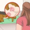 Trattare i cani madre con capezzoli doloranti o infetti