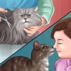 Rimuovere la colla della trappola per topi dalla zampa di un gatto