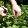 Menta essiccante