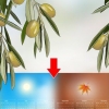 Raccolta delle olive