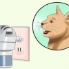 Trattare con un gatto in calore