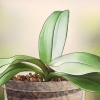 Far sbocciare le orchidee