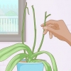 Far rifiorire le orchidee