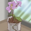 Trapianto di orchidee